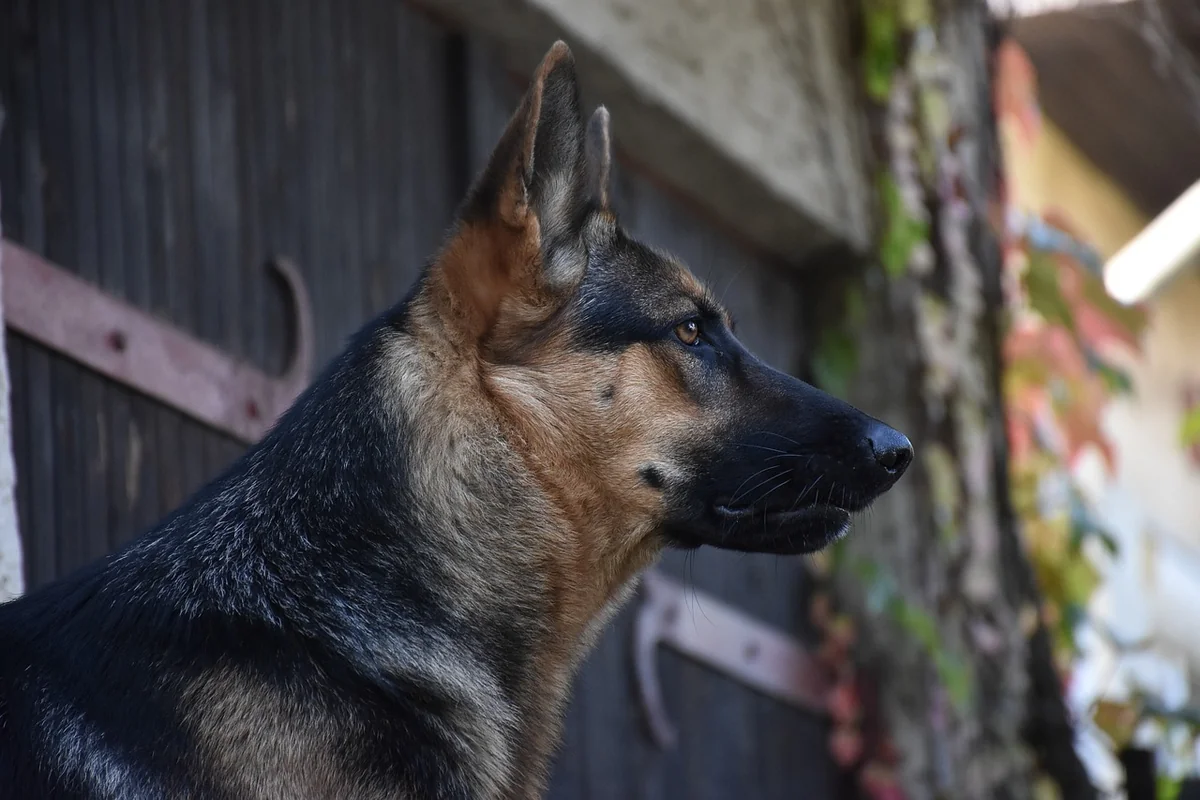 Boerboel Listenhund: die deutsche Rechtslage