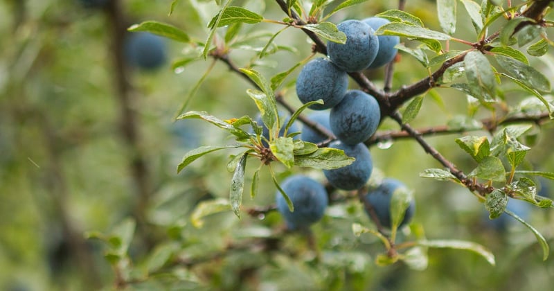 Wann Schlehen ernten: Der perfekte Zeitpunkt für süße Früchte