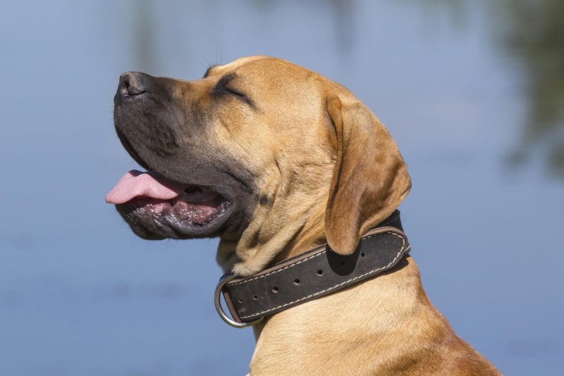 Boerboel: Der sanfte Riese unter den Wachhunden