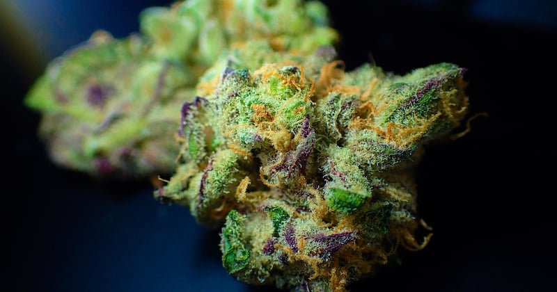 Tangie Dream: Aromatische Cannabis-Sorte im Porträt
