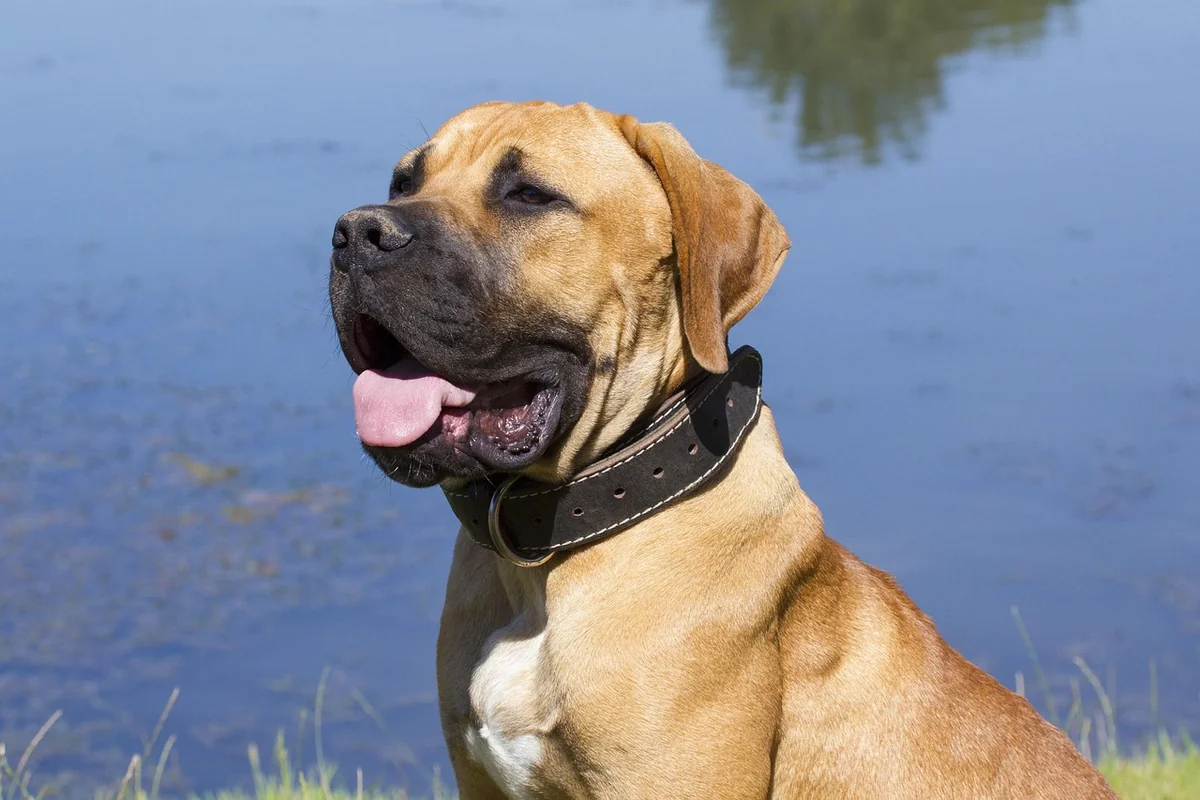 Boerboel Gewicht und Größe: die nackten Zahlen