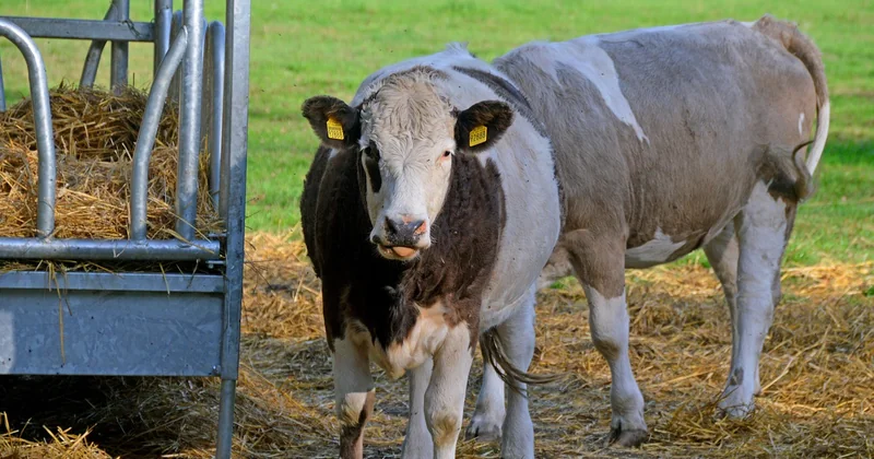 Zweideutig lustige Ostersprüche für Erwachsene – mit Vorsicht